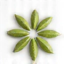 Herbazora Logo